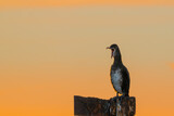 Fototapeta Do akwarium - Cormorant singing in the golden sunlight as the sun sets
