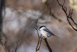 Fototapeta Do akwarium - A songbird on a branch in a winter forest, coal tit