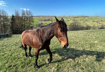 Wall Mural - Brown horse, standing in a large pasture, on a sunny day near, Haworth, Keighley, UK