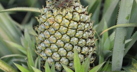 Canvas Print - Pineapple grow on tree in garden