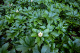 Fototapeta Desenie - Japanese zen garden on a wet winter day, peaceful green foliage of Japanese Pachysandra, or Spurge, with white flower blooming in front
