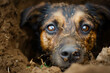 A dog in the mud