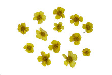Pressed And Dried Yellow Flowers Eschscholzia. Isolated