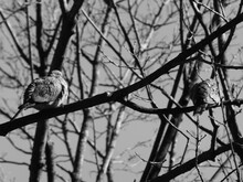 B&W - Two Morning Doves Staring In The Distance In A Tree