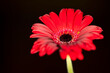 Czerwony gerber, czerwony kwiat, czarne tło, uroczy, obraz
