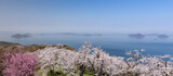 Fototapeta  - 紫雲出山（しうでやま）の桜と山頂からの眺め（香川県三豊市）
