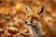 © lovetnihouse - Red fox in the autumn forest.