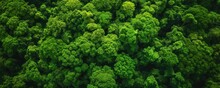 View From Above Of The Forest With Dense Green Trees
