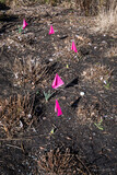 Fototapeta Desenie - Fluorescent pink flags marking new growth in a late winter garden, protecting tender new shoots from being stepped on
