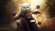 Portrait raider cat,raider cat is a cute cat and a funny, good-humored .They look cute and are good pets, easy to raise as pets. It is a playful, affectionate pet and is a favorite of the caregivers.