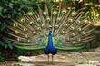 A majestic peacock displaying its colorful feathers in a royal garden
