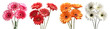 © Sandra Chia - Collection set bunch of hot pink red maroon orange white stalk of Gerber Gerbera Daisy daisies flower floral top view on transparent background cutout, PNG file. Mockup template artwork graphic design