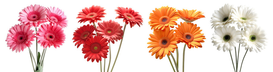 Collection set bunch of hot pink red maroon orange white stalk of Gerber Gerbera Daisy daisies flower floral top view on transparent background cutout, PNG file. Mockup template artwork graphic design