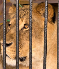 Poster - Portrait of a zoo lion in a cage