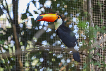 Wall Mural - The toco toucan bird on the wood tree