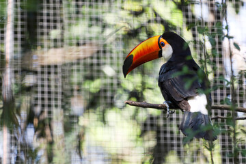 Wall Mural - The toco toucan bird on the wood tree