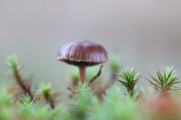 Wall Mural - Mountain brownie, Deconica montana, also called Psilocybe montana, commonly known as mountain moss psilocybe, wild mushroom from Finland