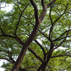 tree in the park
