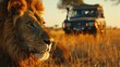Safari Adventure: Observing a Majestic Lion Up Close in its Natural Habitat, with the Essence of African Wildlife Conservation Efforts
