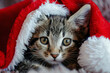 Kitten in Santa Claus xmas red hat
