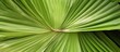 This close-up depicts a large, green Mexican fan palm leaf from the evergreen tree Washingtonia robusta. The intricate details of the palmate leaf are visible, showcasing its vibrant color and texture