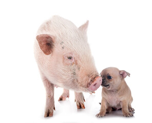 Poster - puppy chihuahua and pig in studio