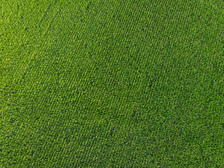 Wall Mural - Extensive corn fields, top view. Green farm fields, landscape.