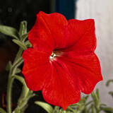 Fototapeta Morze - A bright red flower with a dark background, green leaves visible. The petals are vibrant and the stamen is clearly visible.