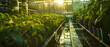 At one end of the greenhouse, a system of pumps, filters, and dosing reservoirs precisely monitors and adjusts the water's mineral content. Arrays of sensors provide real-time data on every plant's gr
