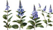 Blue Cohosh Botanical Illustration in 3D Digital Art - Natural Herbal Remedy Isolated on Transparent Background