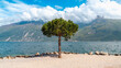 Einzelner Baum am Strand vom Gardasee Italien