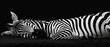  a black and white photo of two zebras laying on a bed with their heads on each other's backs.