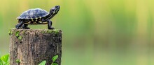  A Turtle Sitting On Top Of A Piece Of Wood On Top Of A Lush Green Field Next To A Wooden Post.