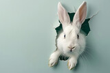 Fototapeta Zachód słońca - white rabbit on light blue background