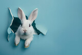 Fototapeta Zachód słońca - white rabbit on blue color hole
