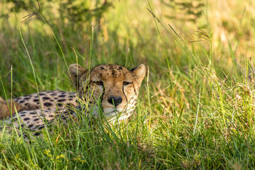 Wall Mural - a female cheetah ( acinonyx jubatus) enjoying the golden light of the morning sun, olare motorogi co
