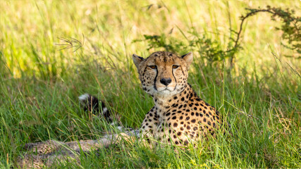 Wall Mural - a female cheetah ( acinonyx jubatus) enjoying the golden light of the morning sun, olare motorogi co