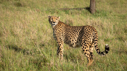 Wall Mural - a female cheetah ( acinonyx jubatus) wondering around, olare motorogi conservancy, kenya.