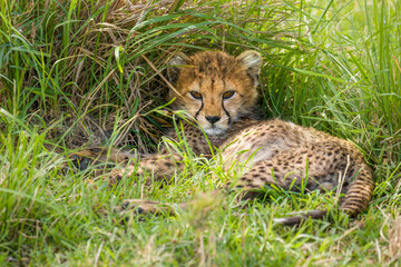 Wall Mural - a cheetah cub ( acinonyx jubatus) enjoying the golden light of the morning sun, olare motorogi conse