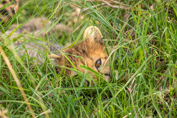 Wall Mural - a cheetah cub ( acinonyx jubatus) enjoying the golden light of the morning sun, olare motorogi conse