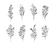 © przemyslaw - Set of flower vector. Hand drawn flower. Wildflower line art bouquets set, wild plant, botanical vector illustration