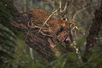 Wall Mural - Indian Leopard - Panthera pardus fusca, beautiful iconic wild cat from South Asian forests and woodlands, Nagarahole Tiger Reserve, India.