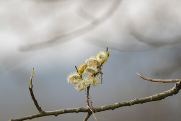 Poster - Winter tree flowers