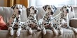 © Attasit - Dalmatian dogs sitting and having fun on the sofa in the house