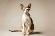 Playful Cornish Rex cat with wavy fur large ears and almond-shaped eyes sits on a neutral background