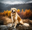 golden retriever resting after a hike in the mountains