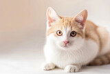 Fototapeta Koty - Adorable munchkin cat with short legs sitting on a light background