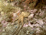 Fototapeta Mosty linowy / wiszący - A little octopus during a dive in mediterranean sea.