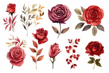 Wall Mural - Set of hand drawn watercolor rose flowers and leaves. Vector illustration.