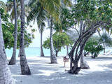 Fototapeta  - Coconut palms on the white beaches of the Maldivian atolls